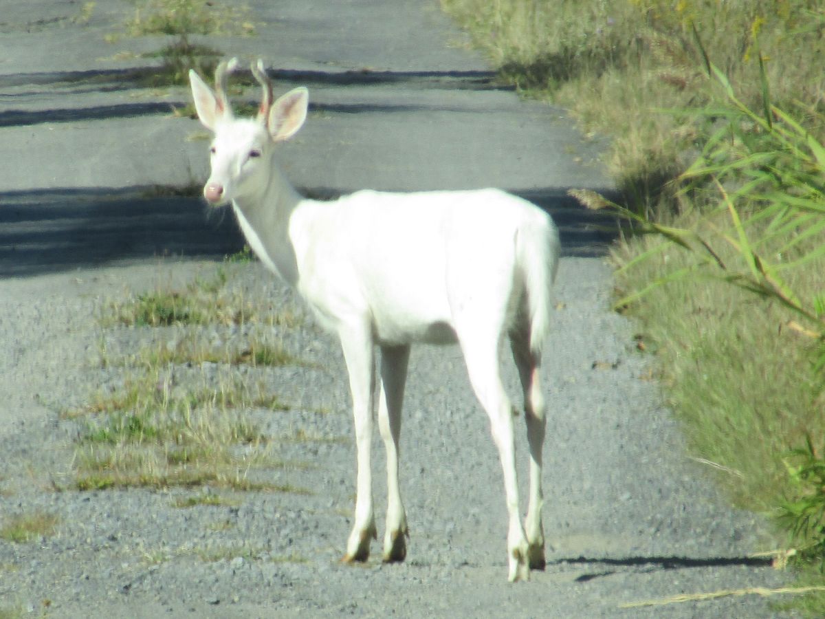White deer of Seneca County - rare Finger Lakes wildlife